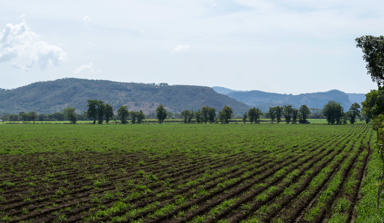 RETOÑOS-MONTAÑAS